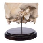 Real Human Partial Skull on Stand – 322 g