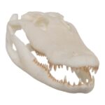 SKULLIES – Miniature American Alligator Skull
