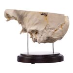 Real Human Partial Skull on Stand – 322 g