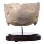 Real Human Partial Skull on Stand – 322 g