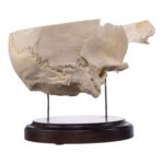 Real Human Partial Skull on Stand – 322 g
