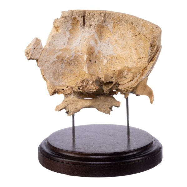 Real Human Partial Skull on Stand – 260 g