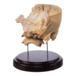 Real Human Partial Skull on Stand – 260 g