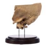 Real Human Partial Skull on Stand – 260 g