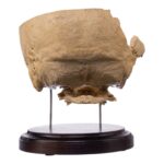 Real Human Partial Skull on Stand – 260 g