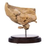 Real Human Partial Skull on Stand – 260 g