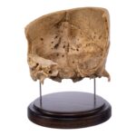 Real Human Partial Skull on Stand – 290 g
