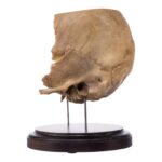 Real Human Partial Skull on Stand – 290 g