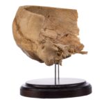 Real Human Partial Skull on Stand – 290 g