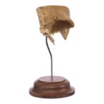Real Human Partial Skull on Stand – 58 g