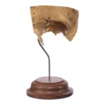 Real Human Partial Skull on Stand – 58 g
