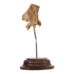 Real Human Partial Skull on Stand – 58 g