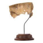 Real Human Partial Skull on Stand – 58 g