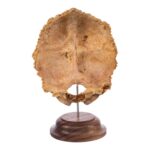 Real Human Partial Skull on Stand – 108 g