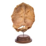 Real Human Partial Skull on Stand – 108 g