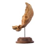 Real Human Partial Skull on Stand – 108 g