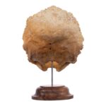 Real Human Partial Skull on Stand – 108 g
