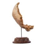 Real Human Partial Skull on Stand – 108 g