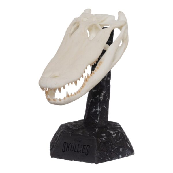 SKULLIES – Miniature American Alligator Skull