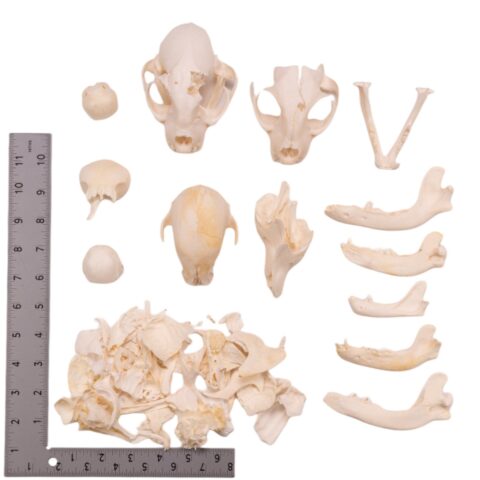 Real Bag-O-Bone Fragments
