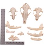 Real Bag-O-Bone Fragments