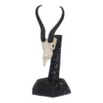 SKULLIES – Miniature Springbok Skull