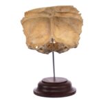 Real Human Partial Skull on Stand – 64 g