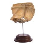 Real Human Partial Skull on Stand – 64 g