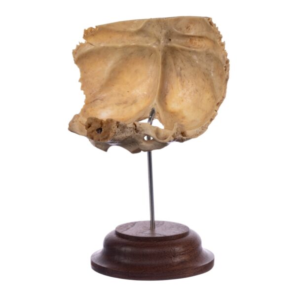Real Human Partial Skull on Stand – 64 g