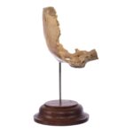 Real Human Partial Skull on Stand – 64 g