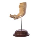 Real Human Partial Skull on Stand – 64 g