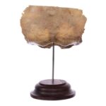 Real Human Partial Skull on Stand – 64 g