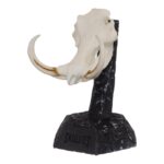 SKULLIES – Miniature Warthog Skull