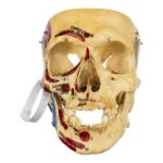 Real Human Skull – Partial, Painted