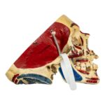 Real Human Skull – Partial, Painted