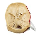 Real Human Skull – Partial, Painted