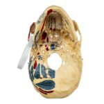 Real Human Skull – Partial, Painted