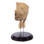 Real Human Partial Skull – Dissected