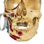 Real Human Skull – Partial, Painted