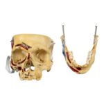 Real Human Skull – Partial, Painted