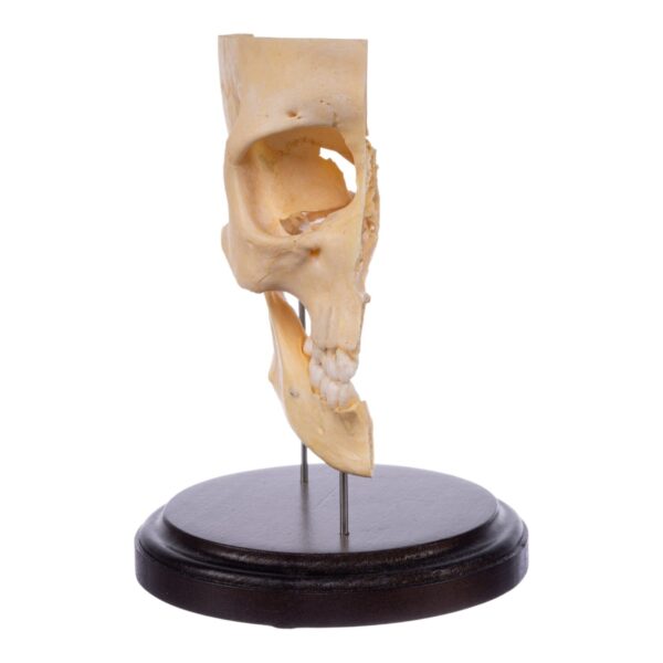 Real Human Partial Skull on Stand – 244 g