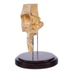Real Human Partial Skull on Stand – 244 g