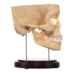 Real Human Partial Skull on Stand – 244 g