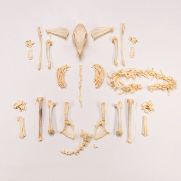 Real Patagonian Cavy Skeleton – Disarticulated