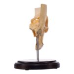 Real Human Partial Skull on Stand – 244 g