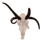 Real Four-horned Jacob Sheep Skull – 24.6918 oz