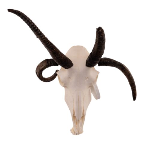 Real Four-horned Jacob Sheep Skull - 24.6918 oz