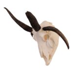Real Four-horned Jacob Sheep Skull – 24.6918 oz