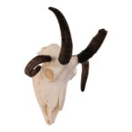 Real Four-horned Jacob Sheep Skull – 24.6918 oz