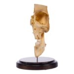 Real Human Partial Skull on Stand – 250 g